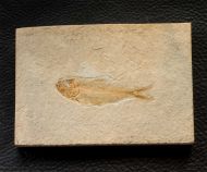 Ctenodentelops striatus Forey etal. 2003lle, 1818)