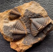 Dalmanitina socialis (Barrande, 1846)