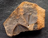 Dalmanitina socialis (Barrande, 1846)