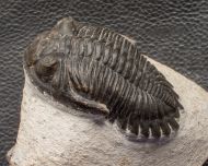 Hollardops mesocristata (LE MAITRE 1952)