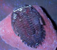Hollardops mesocristata (LE MAITRE 1952)