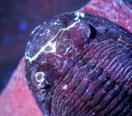 Hollardops mesocristata (LE MAITRE 1952)
