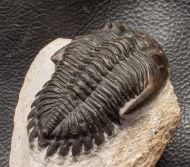 Hollardops mesocristata (LE MAITRE 1952)