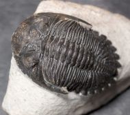 Hollardops mesocristata (LE MAITRE 1952)