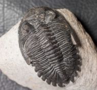 Hollardops mesocristata (LE MAITRE 1952)