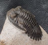 Hollardops mesocristata (LE MAITRE 1952)