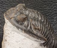 Hollardops mesocristata (LE MAITRE 1952)