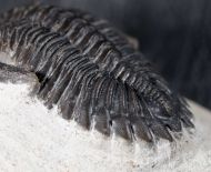 Hollardops mesocristata (LE MAITRE 1952)