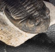 Hollardops mesocristata (LE MAITRE 1952)