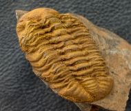 Reedops sp.