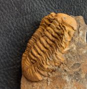 Reedops sp.