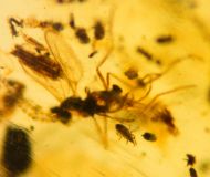 Massenfang : Ixodida, Psychodidae, Diptera & Araneae