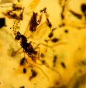 Mass Catch : Ixodida, Psychodidae, Diptera & Araneae