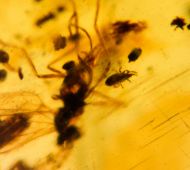 Mass Catch : Ixodida, Psychodidae, Diptera & Araneae