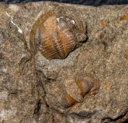 Onnia sp.