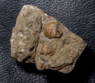 Onnia sp.