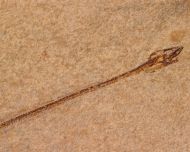 Hayenchelys germanus (HAY, 1903) &  Armigatus brevissimus (Blainville, 1818)