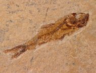 Hayenchelys germanus (HAY, 1903) &  Armigatus brevissimus (Blainville, 1818)