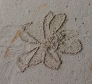 Antedon pinnulata (Fraas, 1878)