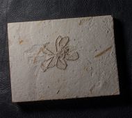 Antedon pinnulata (Fraas, 1878)