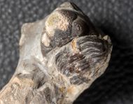 Neometacanthus stellifer BURMEISTER  & Geesops schlotheimi BRONN