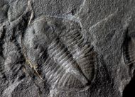Ogyginus corndensis (MURCHISON,1839)