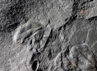 Ogyginus corndensis (MURCHISON,1839)