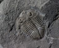 Ogyginus corndensis (MURCHISON,1839)