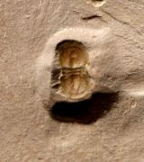 Peronopsis interstricta (WHITE, 1874)