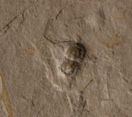 Peronopsis interstricta (WHITE, 1874)