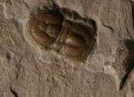 Peronopsis interstricta (WHITE, 1874)