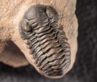 Acastoides zguilmensis CHATTERON et al., 2006