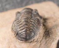 Acastoides zguilmensis CHATTERON et al., 2006