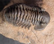 Acastoides zguilmensis CHATTERON et al., 2006