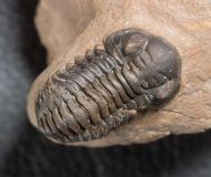 Acastoides zguilmensis CHATTERON et al., 2006