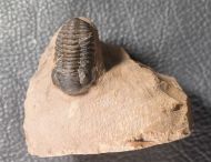 Acastoides zguilmensis CHATTERON et al., 2006