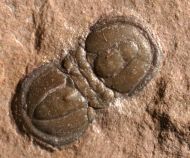 Peronopsis interstricta (WHITE, 1874)
