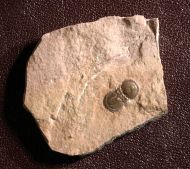 Peronopsis interstricta (WHITE, 1874)