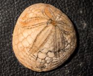 Dendraster gibbsii (Remond, 1863)