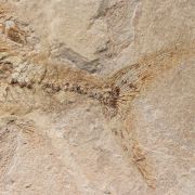 Spaniodon latus (Agassiz, 1844)