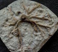 Eucalyptocrinus crassus Hall, 1863