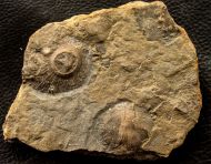 Isorophusella incondita (Raymond 1915)