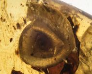 Schnecke : Cyclophoridae - ?Lagocheilus sp.
