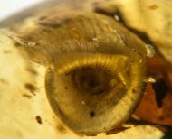 Schnecke : Cyclophoridae - ?Lagocheilus sp.