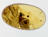 Schnecke : Cyclophoridae - ?Lagocheilus sp.