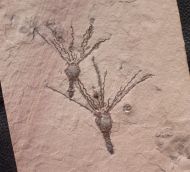 Gogia spiralis  ROBINSON et al. 1989