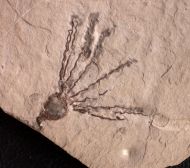 Gogia spiralis  ROBINSON et al. 1989