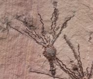 Gogia spiralis  ROBINSON et al. 1989