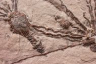 Gogia spiralis  ROBINSON et al. 1989