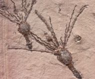 Gogia spiralis  ROBINSON et al. 1989